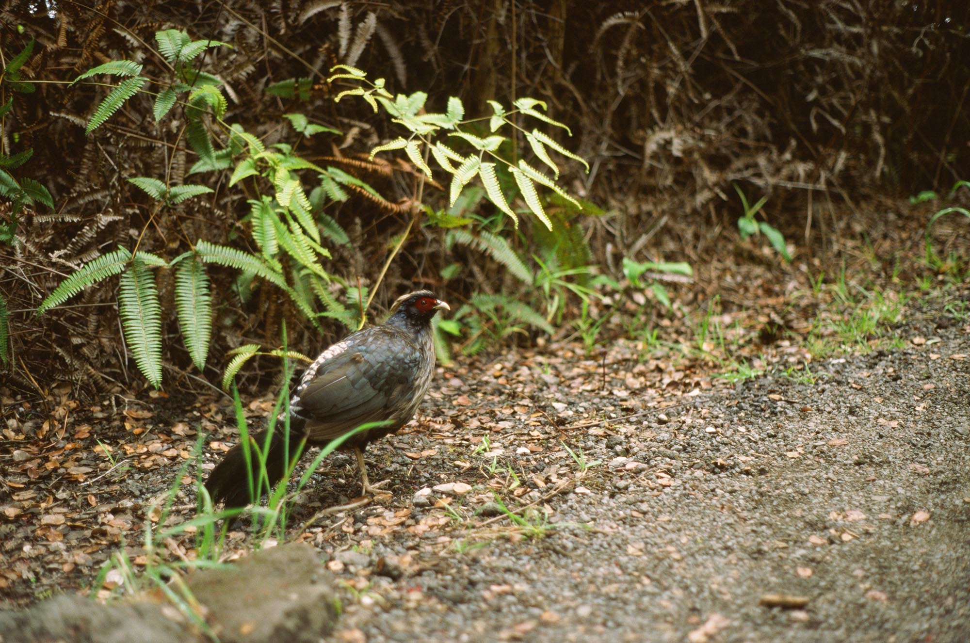 A small kalij pheasant on a lush hiking path